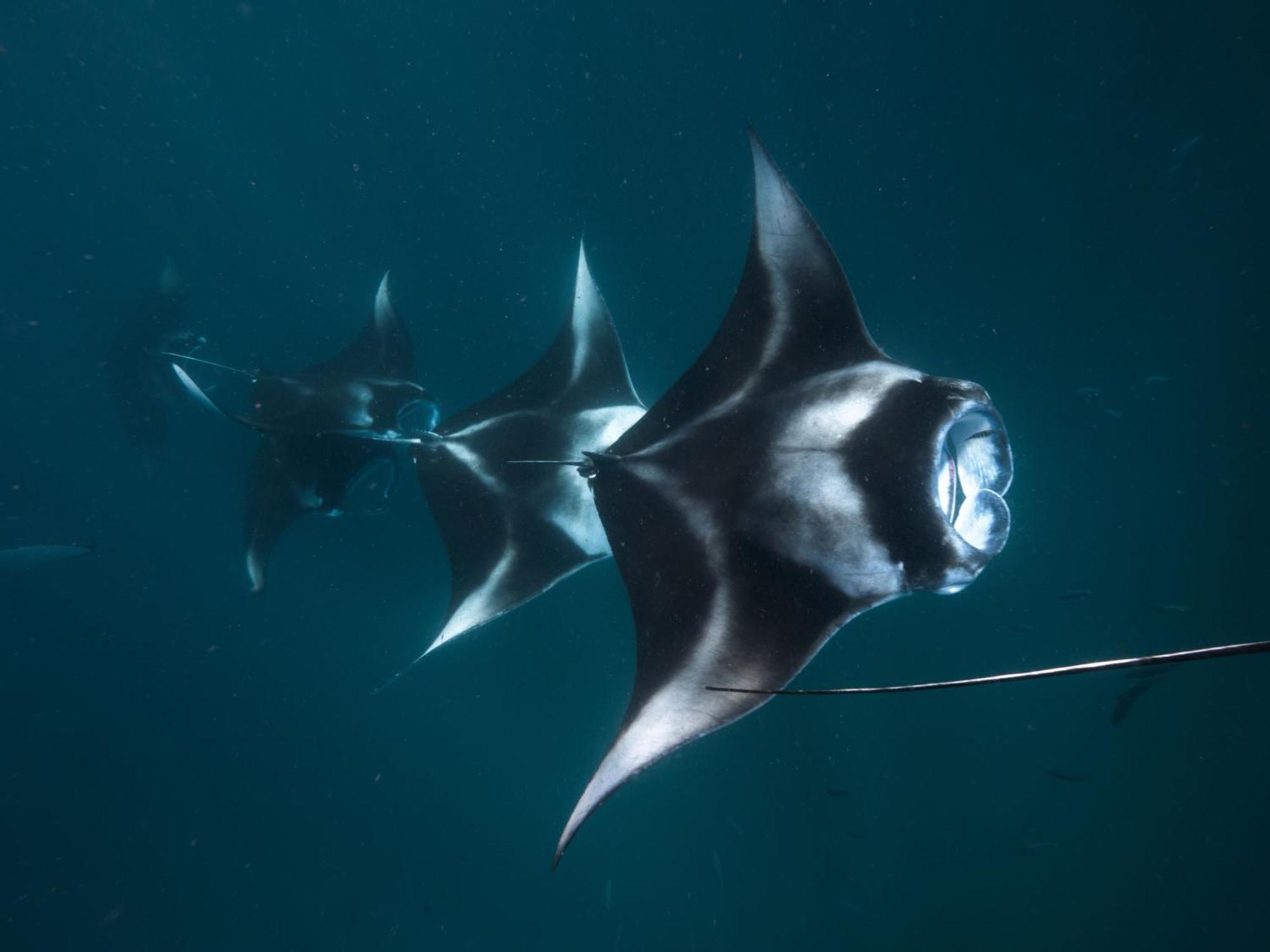 The Nautilus Maldives Ξενοδοχείο Kamadhoo Εξωτερικό φωτογραφία