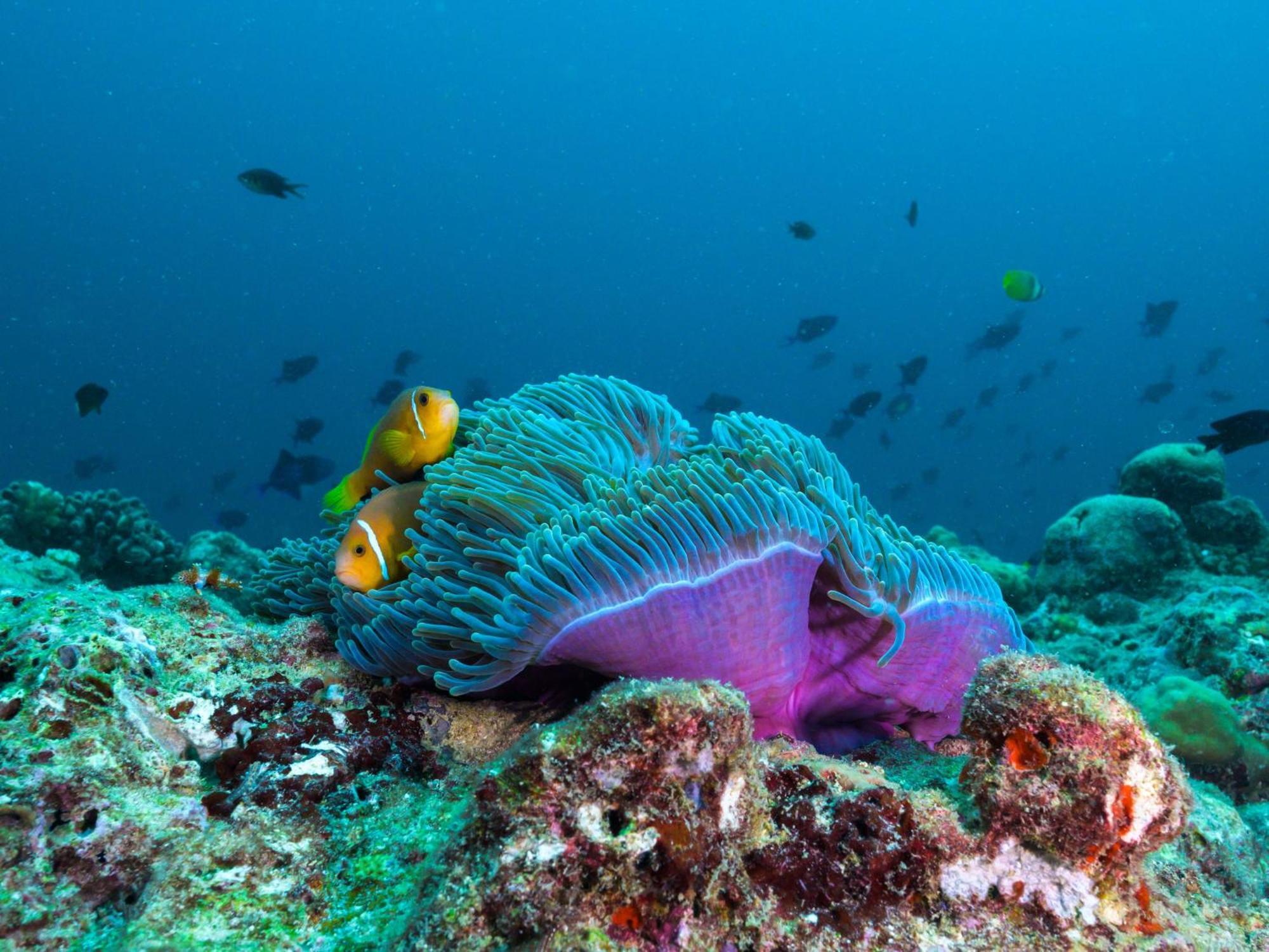 The Nautilus Maldives Ξενοδοχείο Kamadhoo Εξωτερικό φωτογραφία